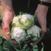 RHS Cauliflower Candid Charm F1 seeds, white compact heads.