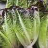RHS Lettuce Amaze seeds, mixed green salad leaves.