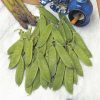 RHS Pea Mangetout Delikate seeds, edible green pods.