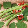 RHS Runner Bean St. George seeds, green climbing pods.