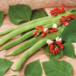RHS Runner Bean St. George seeds, green climbing pods.