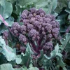 RHS Broccoli Tyrian F1 seeds, purple sprouting broccoli.