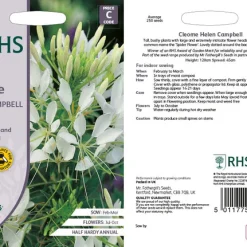 RHS Cleome Helen Campbell flower seeds, tall pink flowers.